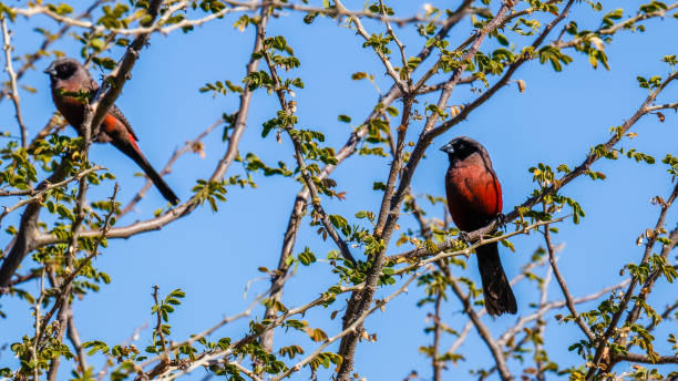 Black-faced waxbill ( Estrilda erythronotos) perched on a branch, Onguma Game Reserve ( neighbour of Etosha National Park), Namibia.  Horizontal.