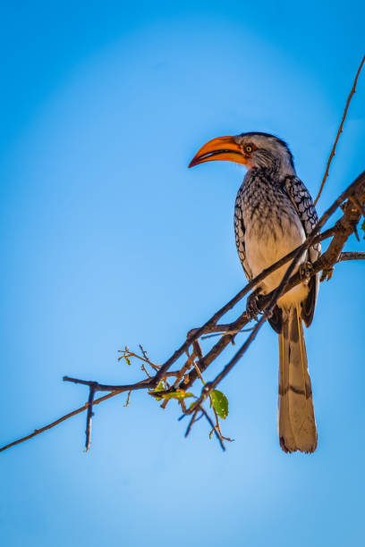 Yellow-billed hornbill ( Tockus Leucomelas) perched on a branch in the blue sky, Onguma Game Reserve ( neighbour of Etosha National Park), Namibia.  Vertical.