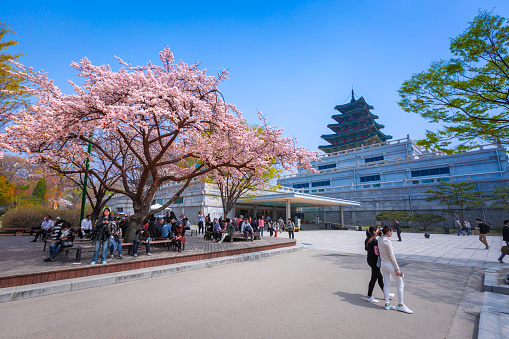 Seoul - April 10, 2016: Gyeongbokgung palace with cherry blossom tree in spring time in seoul city of kore, April 10, 2016 in Seoul, South Korea.