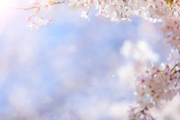istock Cherry blossom  flower in spring for background or copy space for text 1967497093