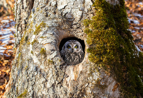 A short-eared owl watching from a hollow in a tree.