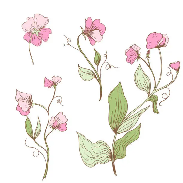 Vector illustration of Isolated Sweet Pea Flowers