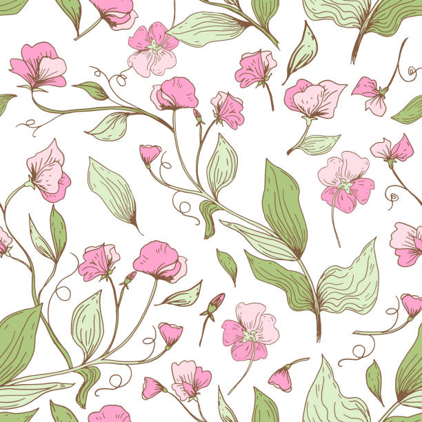 ilustraciones, imágenes clip art, dibujos animados e iconos de stock de sweet pea seamless pattern - flower sweetpea pattern seamless