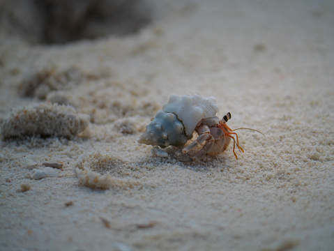 hermit crab walking on a beach in the maldives
