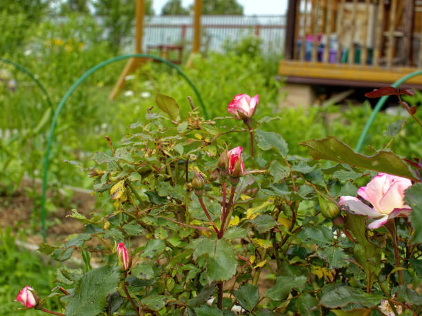 Pale tea rose in the garden, in summer