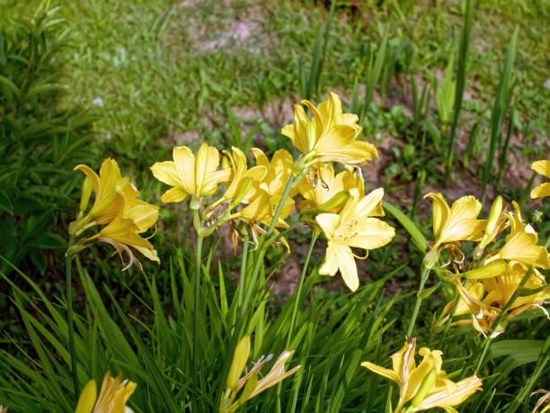 istock Yellow flowers in a rustic garden 1967529353