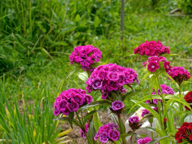 istock Phlox flowers in the garden 1967530033