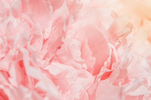 Beautiful view of white pink peonies close up lit by sunlight, midday light shadows, sun glare. Color gradient top view beauty nature aesthetic background. Natural floral pattern, selective focus