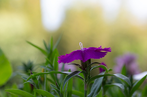 one purple dianthus flower with green leaves blooming in the garden.
