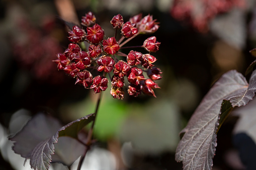 Physocarpus branches with fruits in autumn close-up. Physocarpus opulifolius. Rosaceae Family.