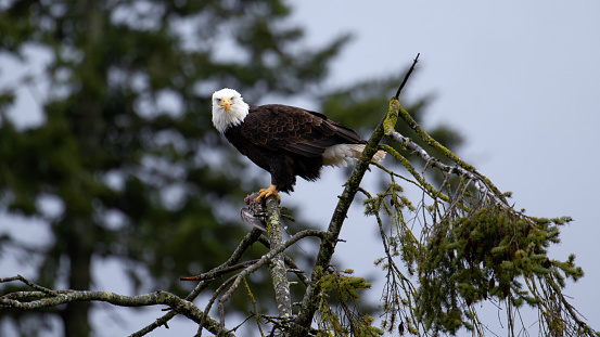 A majestic bald eagle perched on a tree branch, making eye contact with the camera. Cowichan Estuary