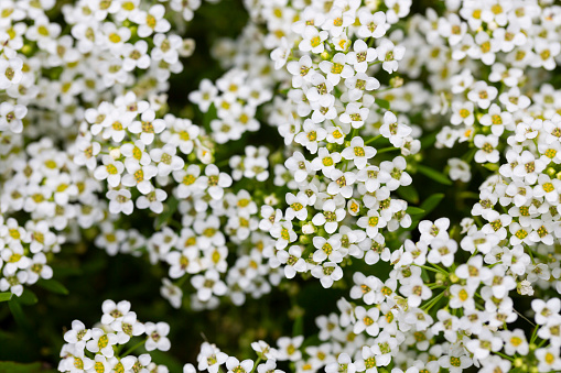 Close up of Lobularia maritima flowers syn. Alyssum maritimum, common name sweet alyssum or sweet alison , a plant typically used as groundcover.