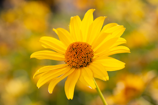 Heliopsis helianthoides, false sunflower, in bloom. A beautiful yellow flower on a yellow blurry background. Floral summer yellow background