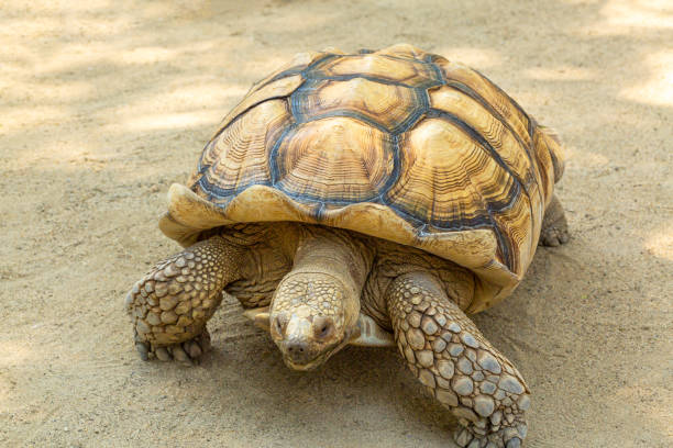 istock The Thai mountain turtle or land turtle is a protected wildlife. 1967539210