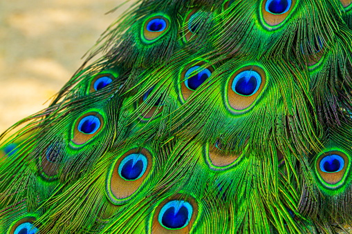 Male blue peacock  displaying with its tail