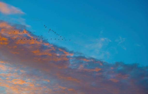 istock Birds flying in an orange colored sky at sunrise in winter 1967539917