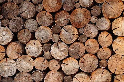 Sawed oak tree trunk plank being dried