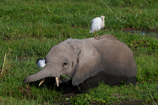 a great egret sits on the back of an elephant
