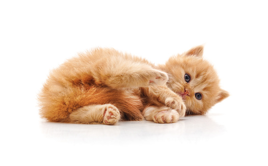 Little kitten lying down isolated on a white background.