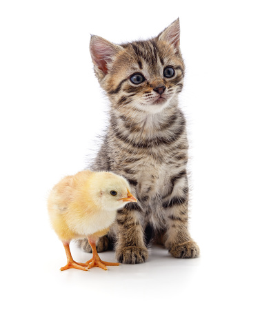 Kitten and chicken isolated on a white background.