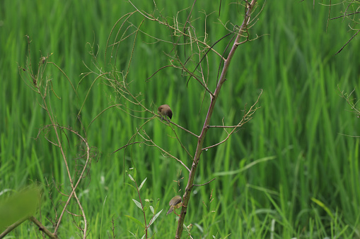 Birds perch on dry tree branches in rice fields