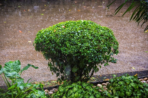 bush in a garden during heavy rainfall