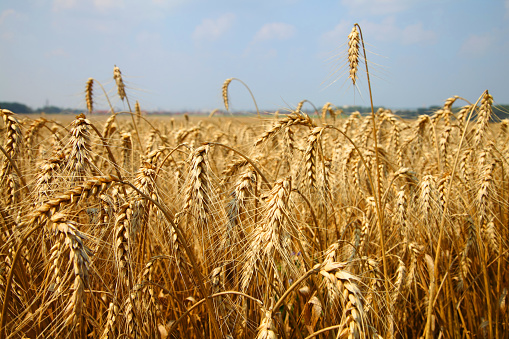 Ripe golden ears of wheat swaying in the wind. Harvest season. Wheat field on a bright day. Agriculture.