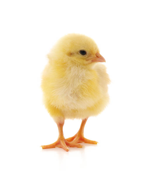 istock Baby yellow chicken. 1967551488