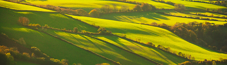 Close up of young green wheat on the field