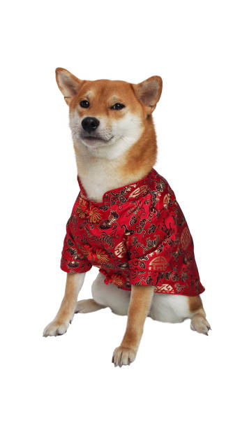 Isolated Shiba Inu In Chinese Costume Chinese New Year Stock Photo
