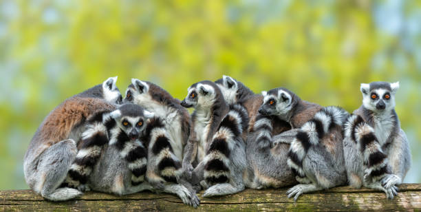 istock Group of ring-tailed lemurs on a wood log 1967561083