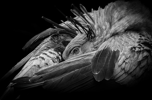 Close-up portrait of an Eurasian griffon vulture (Gyps fulvus) isolated on a black background. Close-up head of a majestic bird of prey in black and white, banner format with copy-space
