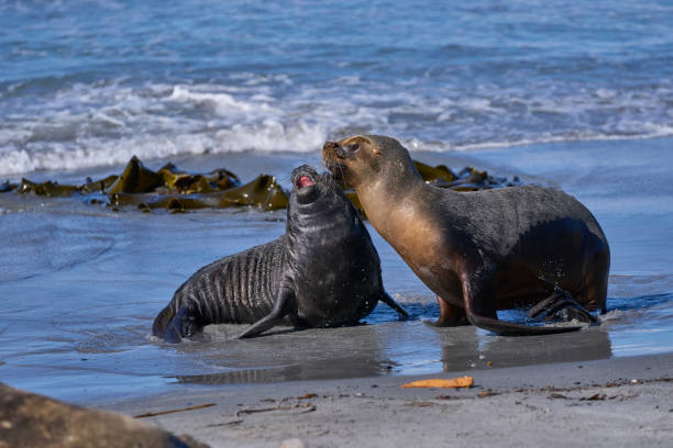 istock Sea Lion and Elephant Seal pup 1967562126