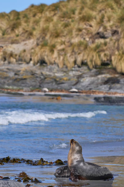 istock Sea Lion and Elephant Seal pup 1967562129