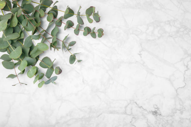 istock Eucalyptus leaves. Aromatherapy. Fresh eucalyptus close-up, on background. Fragrant essential oil. View from above. Copy space. Natural cosmetics and skin care concept. 1967562171