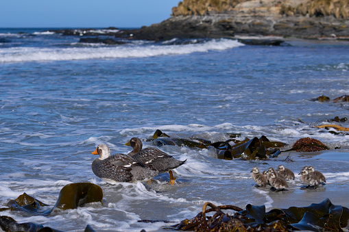 Falkland Steamer Duck (Tachyeres brachypterus) taking recently hatched chicks to sea from a sandy beach on Sea Lion Island in the Falkland Islands.