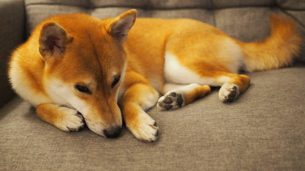 istock Selective focus of red shiba, For use in illustrations Background image or copy space. 1967564924