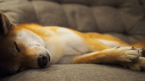 istock a japanese female red Shiba sleeping in human sofa. 1967564926