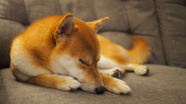 istock a japanese female red Shiba sleeping in human sofa. 1967564927