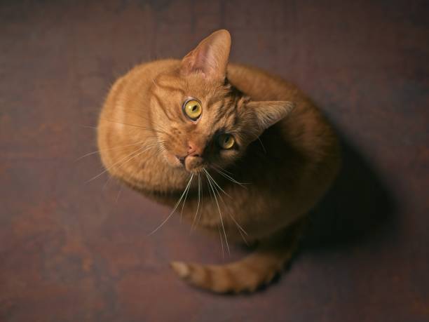 Cute red cat on the floor looks up. High angle view with selective focus.