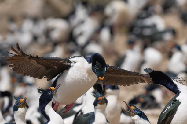 istock Imperial Shag landing 1967567075