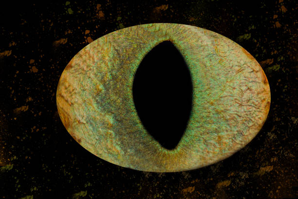 istock Closeup shot of a cat iris on a black background 1967574107