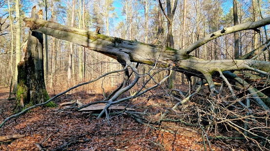 Tree Roots Exposed Due to Soil Erosion