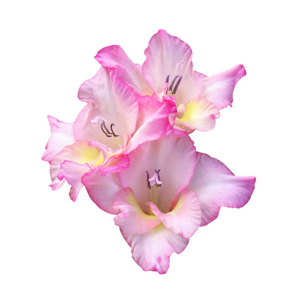 White and pink gladiolus flowers isolated on white background