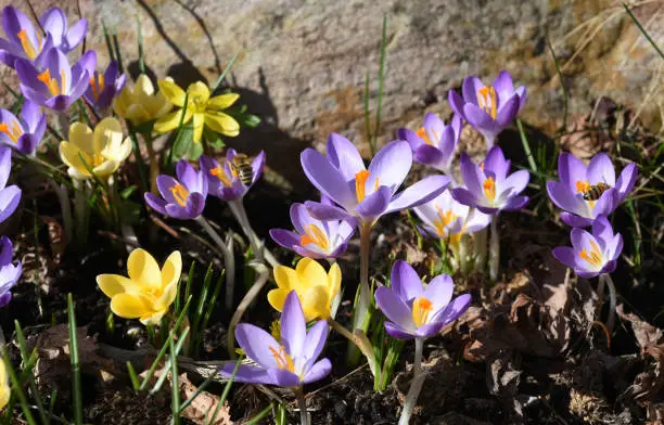 Crocus tommasinianus is a bulbous plant that flowers in early spring.