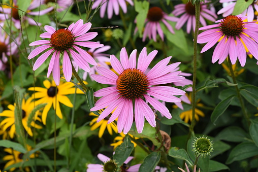 Red coneflower, Echinacea purpurea, is an important medicinal herb and an aromatic plant with red flowers. It is a beautiful perennial plant and is often planted in the garden.