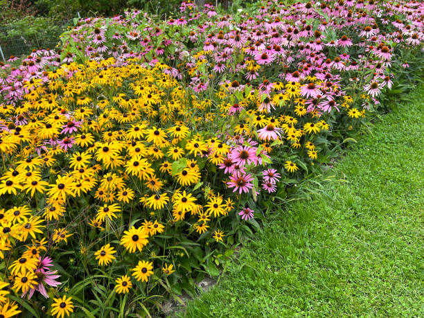 istock Roter Sonnenhut, Echinacea, purpurea 1967592689