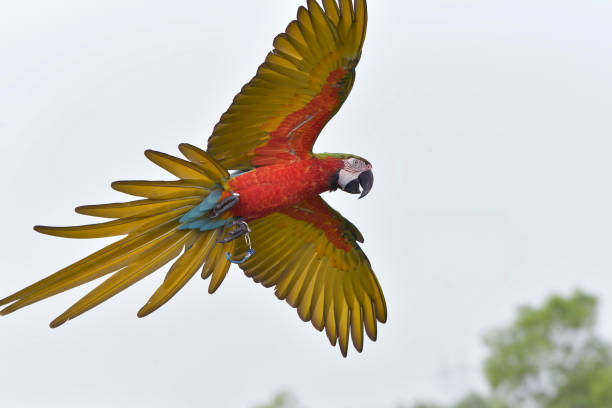 istock Macaw parrots fly freely in the sky 1967594782