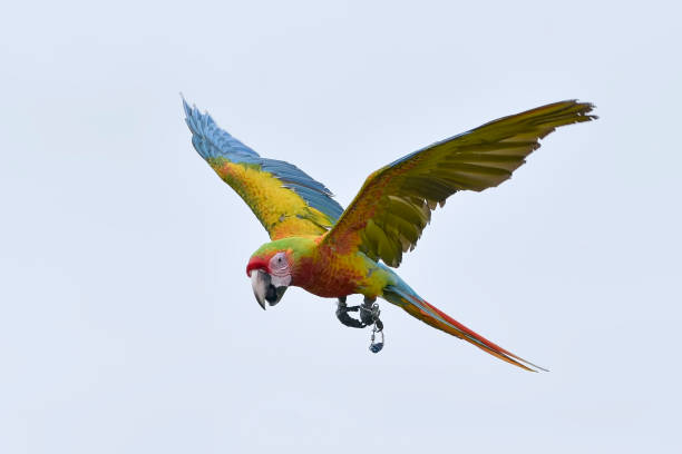 istock Macaw parrots fly freely in the sky 1967595328