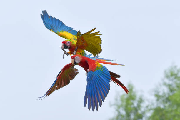 istock Macaw parrots fly freely in the sky 1967595852